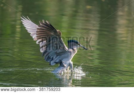 Adult Black-crowned Night-Heron(Nycticorax nycticorax hoactli) flying over wetlands