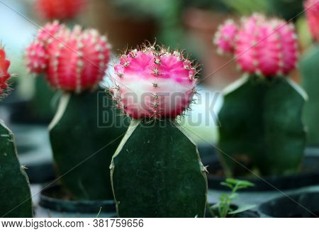 Pink And White Color Of Gymnocalycium Mihanovichii Cactus In The Mini Plant Pot. Moon Cactus Plant I