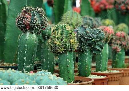 Multi Color Of Gymnocalycium Mihanovichii Cactus In The Mini Plant Pot. Moon Cactus Plant In Pot.