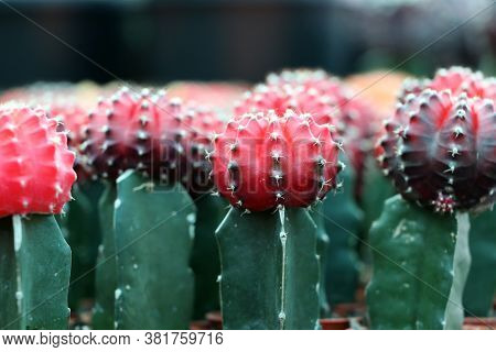 Red And Black Color Of Gymnocalycium Mihanovichii Cactus In The Mini Plant Pot. Moon Cactus Plant In