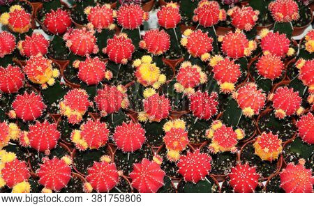 Background Pattern Of Red And Yellow Color Of Gymnocalycium Mihanovichii Cactus Or Moon Cactus Plant