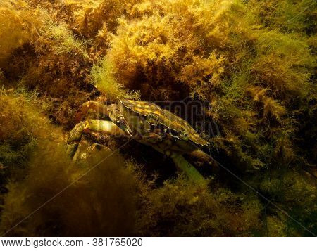 A Closeup Picture Of A Crab Underwater. Picture From Oresund, Malmo In Southern Sweden.