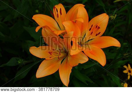 Brightly Orange Lily Flowers. Beautiful Flowers With Orange Petals.