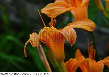 Brightly Orange Lily Flowers. Beautiful Flowers With Orange Petals.