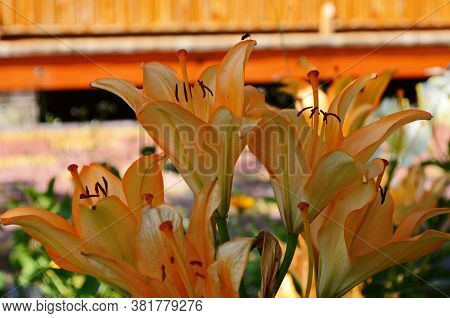 Brightly Orange Lily Flowers. Beautiful Flowers With Orange Petals.