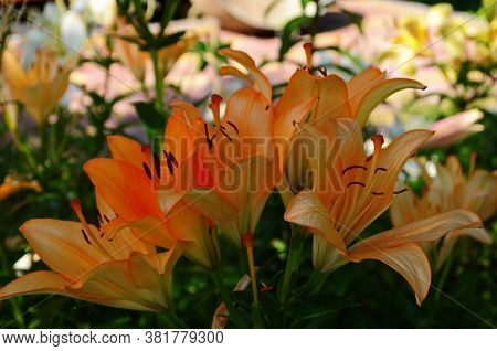 Brightly Orange Lily Flowers. Beautiful Flowers With Orange Petals.
