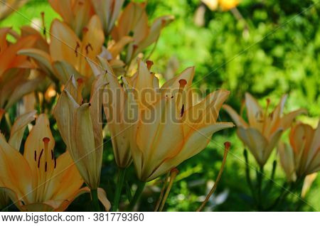 Brightly Orange Lily Flowers. Beautiful Flowers With Orange Petals.