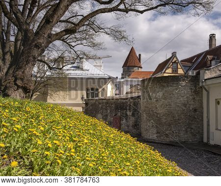 Tallinn Is The Capital Of Estonia, The View Of The Historical Center Of The City Behind The Fortress
