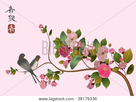 Uccello di Sakura. cartolina