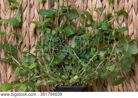 Mint Brush On Rattan Background. Green Over Wood.
