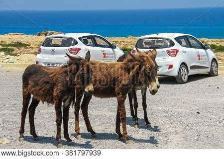 Cyprus. Karpaz. 05.07.2017. Three Wild Donkeys In The Background Of The Mediterranean Sea On The Kar