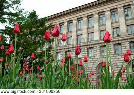 Red Tulips In Front Of Institute Of Macromolecular Compounds Of Ras In Saint Petersburg; Russia. Blo