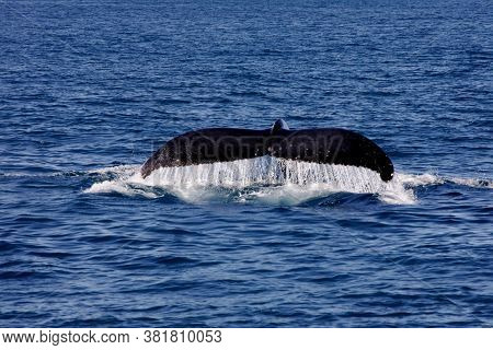 Caravelas, Bahia / Brazil - August 1, 2010: Fins Of Junbarte Whales Are Seen During A Tour To Spot A