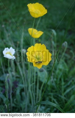 Poppy (yellow)  Series: Poppies From My Garden. August Mornings. Summer 2020
In The Morning Garden. 