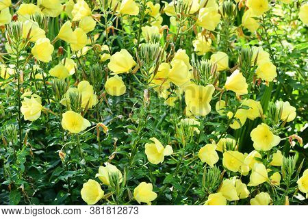 Beautiful Blooming Yellow Enotera In The Summer Garden. High Resolution Photo. Selective Focus. Shal