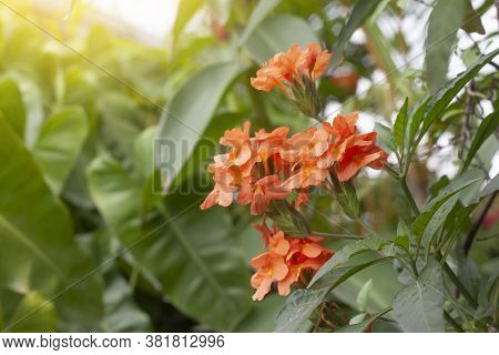 Orange Barleria Strigosa Wild Flower On Nature Background With Sunlight.