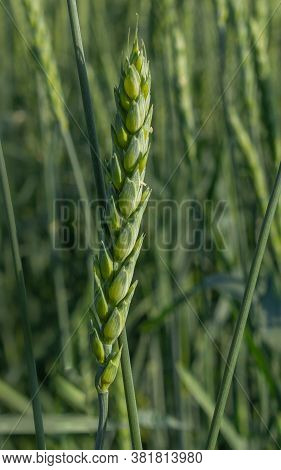 Green Wheat Field On A Sunny Day