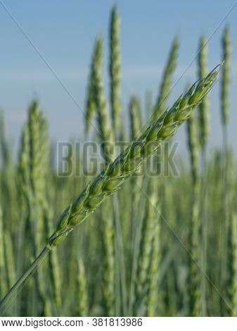 Green Wheat Field On A Sunny Day