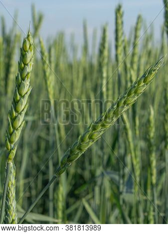 Green Wheat Field On A Sunny Day