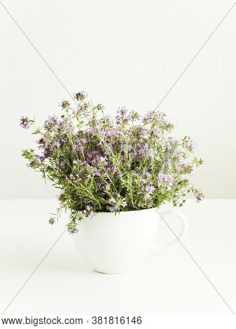 Wild Oregano On White