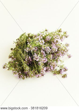 Wild Oregano On White