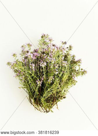Wild Oregano On White