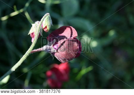 Sweet Pea In The Morning Garden. August 2020
