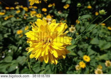 A Flower Of Rudbeckia Laciniata Goldquelle In July