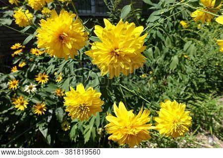 Five Yellow Flowers Of Rudbeckia Laciniata Goldquelle In July