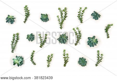 Green Blue Succulents On A White Background. Top View, Flat Lay.