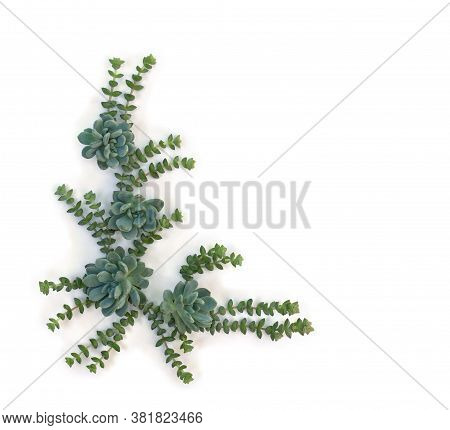 Creative Decoration Of Green Blue Succulents On A White Background With Space For Text. Top View, Fl