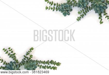 Creative Frame Of Green Blue Succulents On A White Background With Space For Text. Top View, Flat La