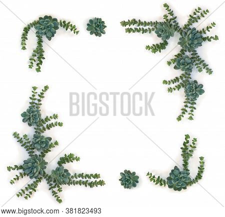 Creative Frame Of Green Blue Succulents On A White Background With Space For Text. Top View, Flat La