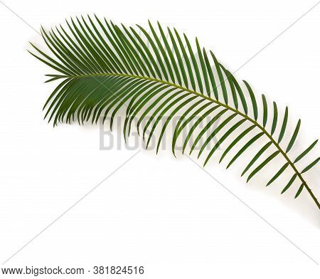Tropical Leaf Palm Tree ( Cycas Revoluta ) On A White Background. Top View, Flat Lay.
