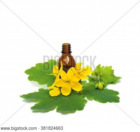 Flowers And Leaves Celandine (chelidonium Majus) With Pharmaceutical Bottle On A White Background. O