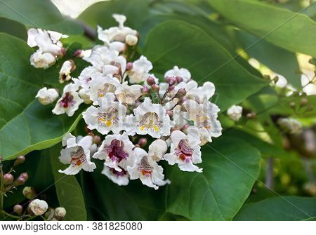 Blooming Tree Catalpa Bignonioides, Flowers With Leaves ( Southern Catalpa, Cigartree, And Indian-be