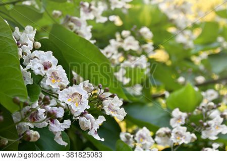 Blooming Tree Catalpa Bignonioides, Flowers With Leaves ( Southern Catalpa, Cigartree, And Indian-be