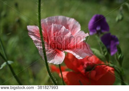 Poppy. Series: Poppies From My Garden. August Mornings. Summer 2020