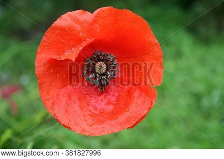 Poppies. Series: Poppies From My Garden. August Mornings. Summer 2020
