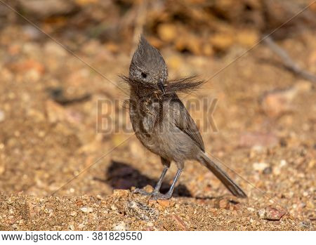 A Drab Colored Juniper Titmouse Captured As Its Gathering Nesting Material From An Old Deer Carcass.