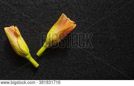 Kaner Flower On Black Background In Day Light.