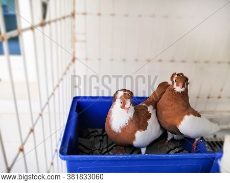 Closeup Image Of One Pair Red Capuchin Pigeon
