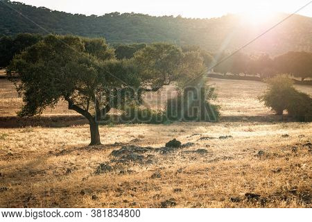 Oaks In The Dehesa Of Extremadura On Sunlate