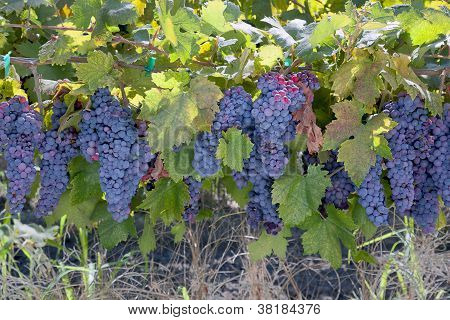 Rode wijn, druivensap Clusters