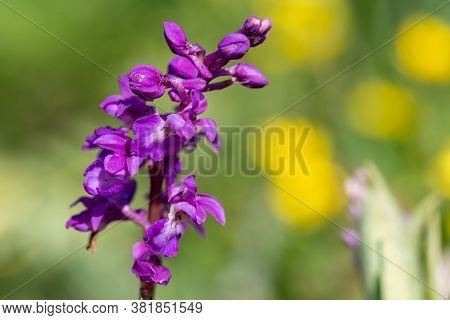 Close Up Of An Early Purple Orchid (orchis Mascula) In Bloom