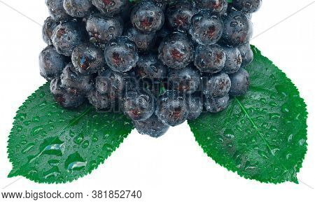 Aronia Fruit Isolated with Clipping Path