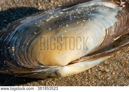 Bleached Shell Of A Blue Mussel On The Sandy Beach Of The North Sea. Castricum, The Netherlands.
