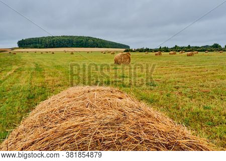 Haystacks In The Form Of Rolls On An Agricultural Field. Rural Landscape.