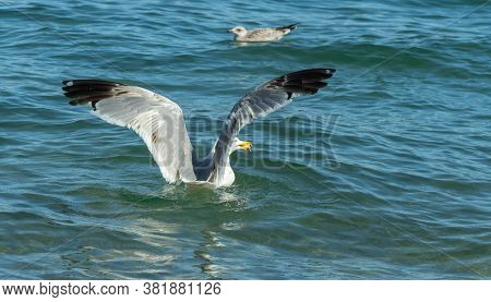 Chroicocephalus Ridibundus. Seagull Picks Up Food From The Water. Larus Mongolicus On Lake Baikal.