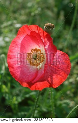 Poppy. 
Series: Poppies From My Garden. August Mornings. Summer 2020